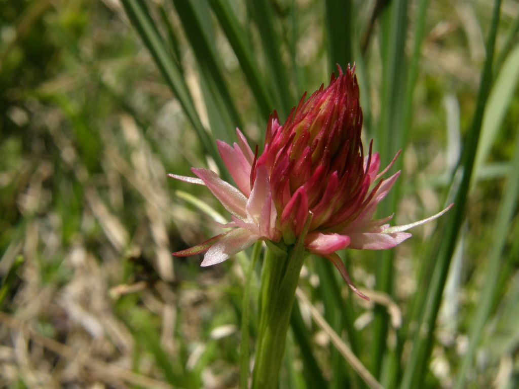 Nigritella corneliana